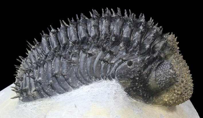 Spiny Drotops Armatus Trilobite - Long #42258